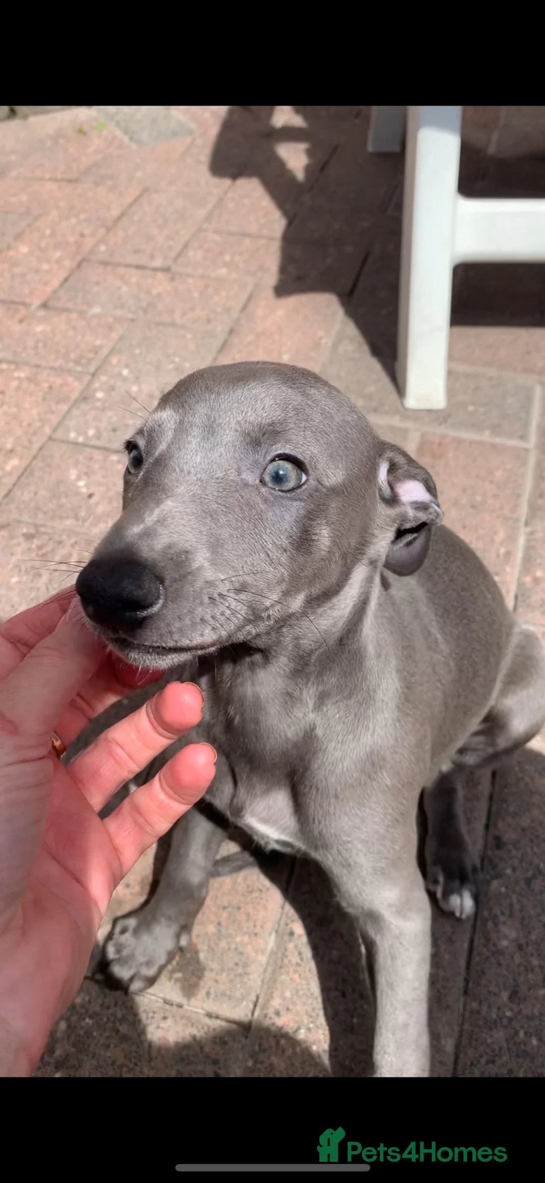 Whippet dogs for sale: Blue Kennel Club Registered Whippet pups - Advert 2