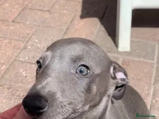 Whippet dogs Blue Kennel Club Registered Whippet pups - Advert 1