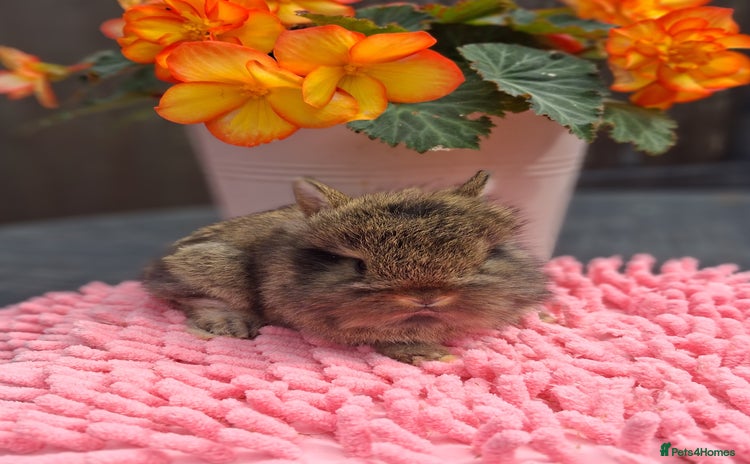 Mixed Breed rabbits - Advert 1