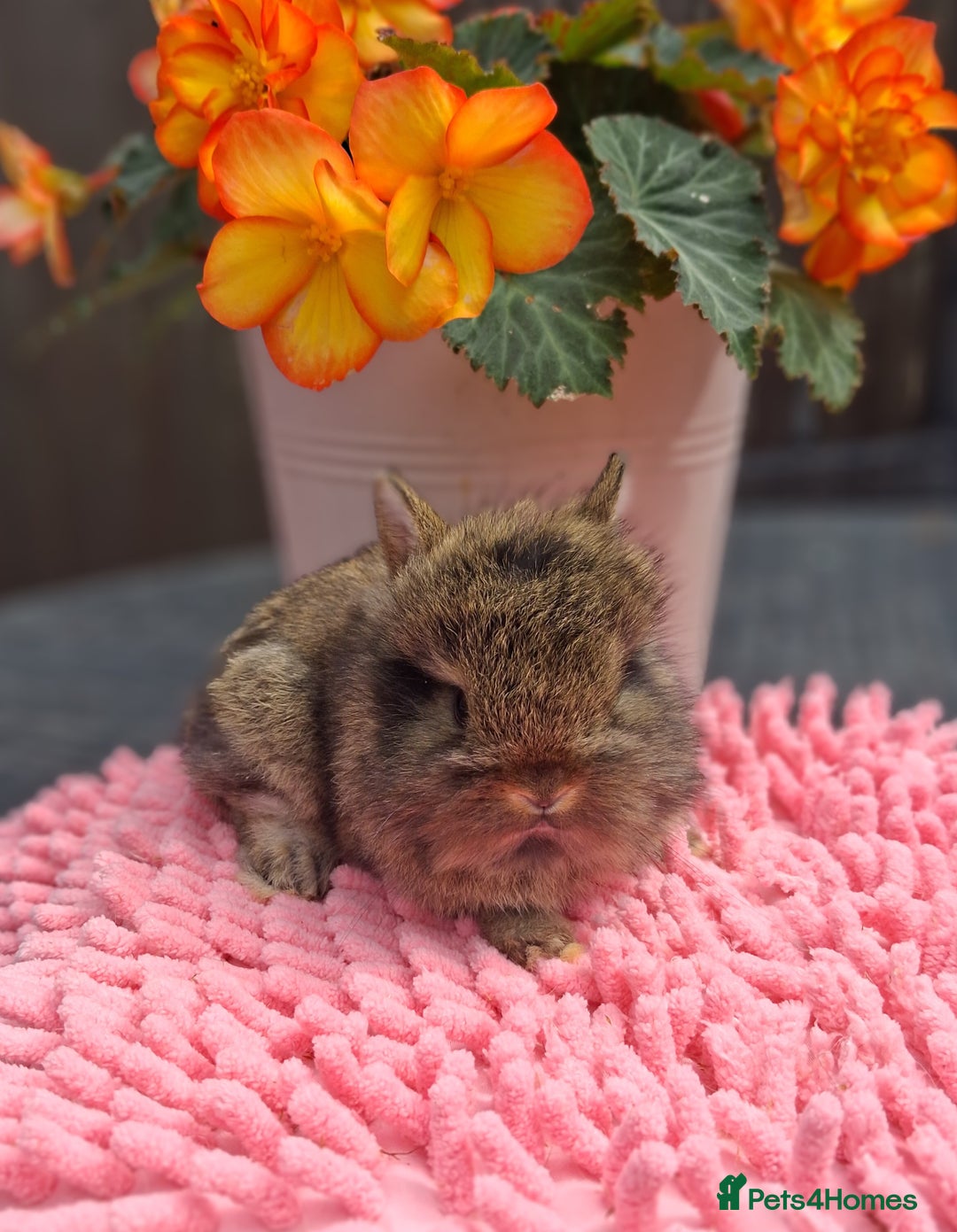 Mixed Breed rabbits for sale: Beautiful baby rabbits for sale - Image 1