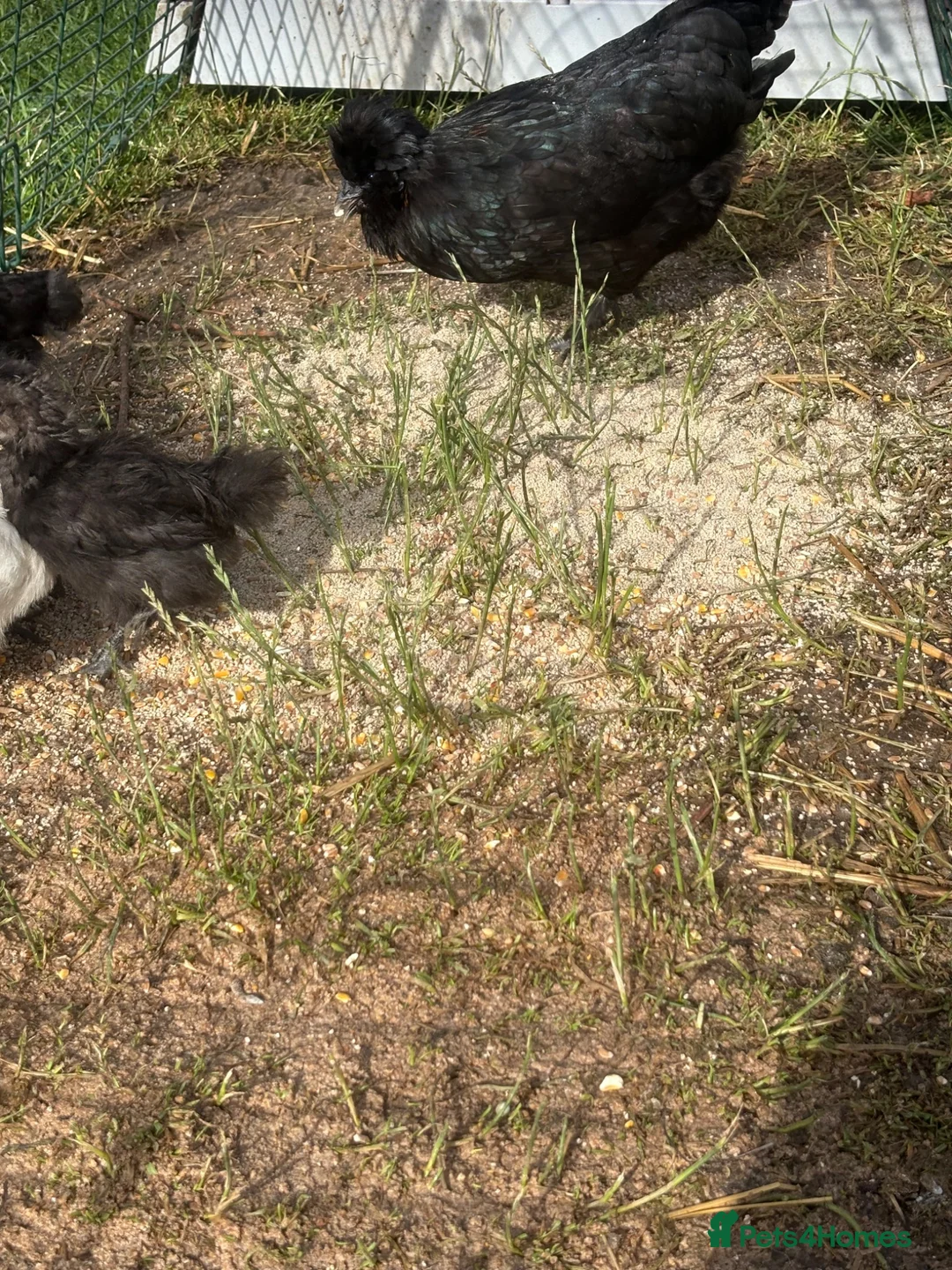 Chickens poultry for sale: Bantam chicks for sale  - Advert 9