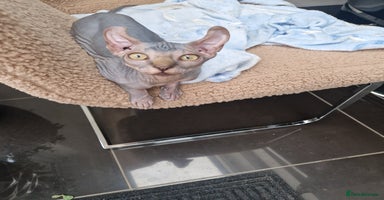 Sphynx cats - Advert 5