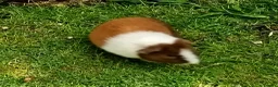 Guinea Pig rodents for sale: Baby guinea pigs  in Petworth - Advert 12
