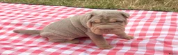 Shar Pei dogs for sale: KC REGISTERED RARE LILAC TAN SHAR-PEI - Advert 11