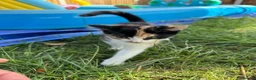 Norwegian Forest Cat cats for sale: 3 kittens - Advert 9