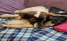 Mixed Breed dogs for adoption: Tilda  - Image 22