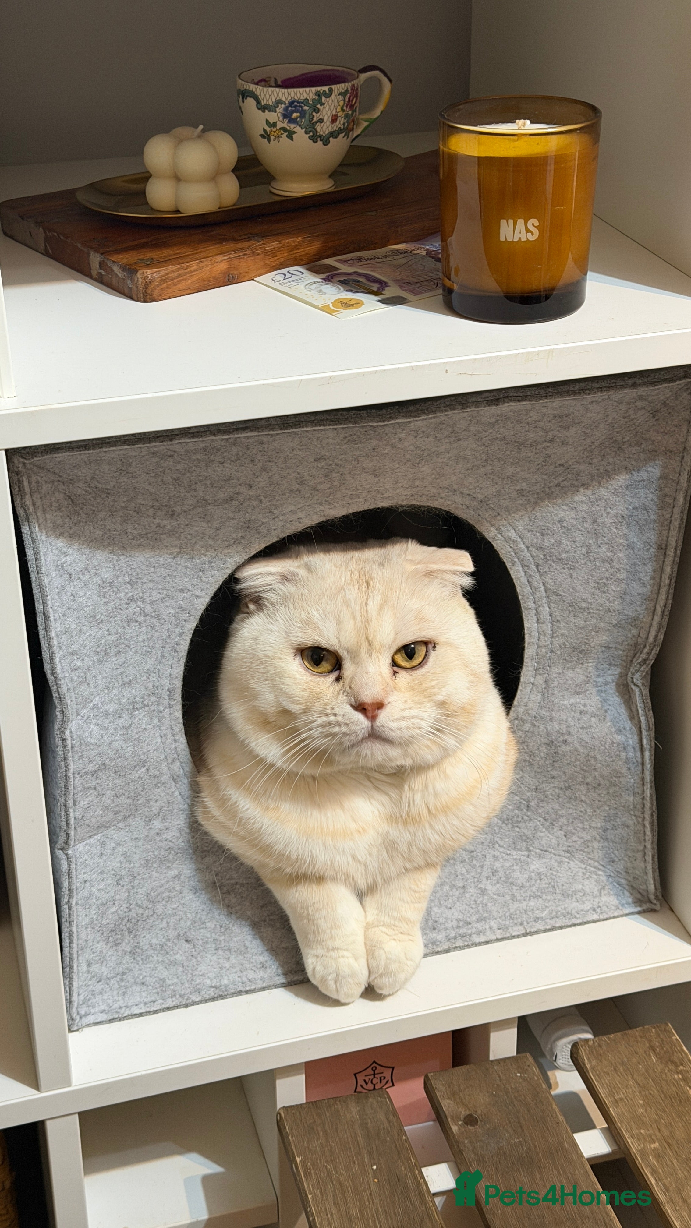 Scottish Fold cats Scottish Fold for stud - Advert 2