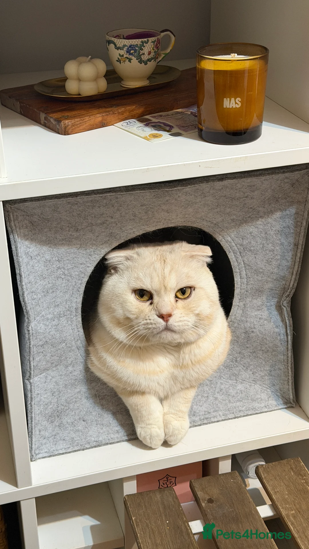 Scottish Fold cats for stud: Scottish Fold for stud - Advert 1