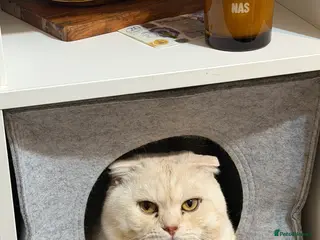 Scottish Fold cats Scottish Fold for stud - Advert 2