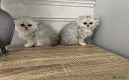 Persian cats for sale: Silver chinchilla Persian kittens  - Image 1