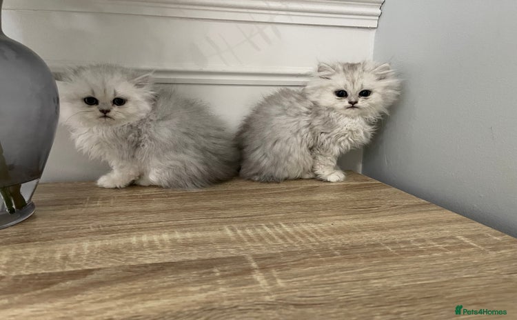 Persian cats - Advert 3