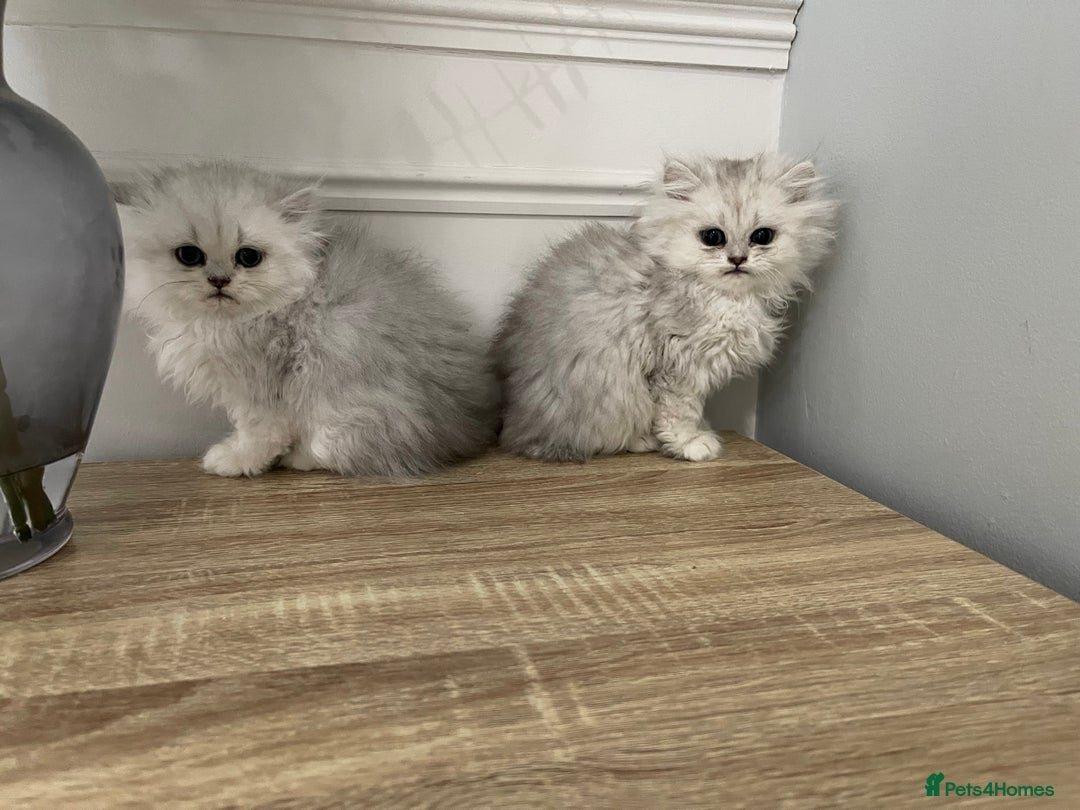 Persian cats for sale: Silver chinchilla Persian kittens  - Image 1