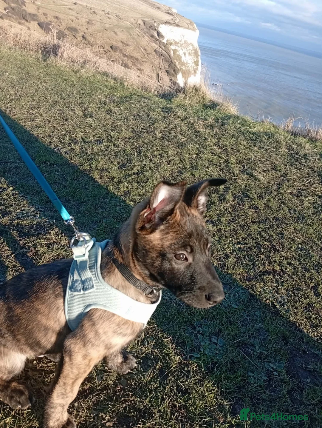 Dutch rabbits for sale: Bjorn  - Advert 2