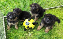 German Shepherd dogs for sale: Outstanding KC longhaired german shepherd puppies - Image 18