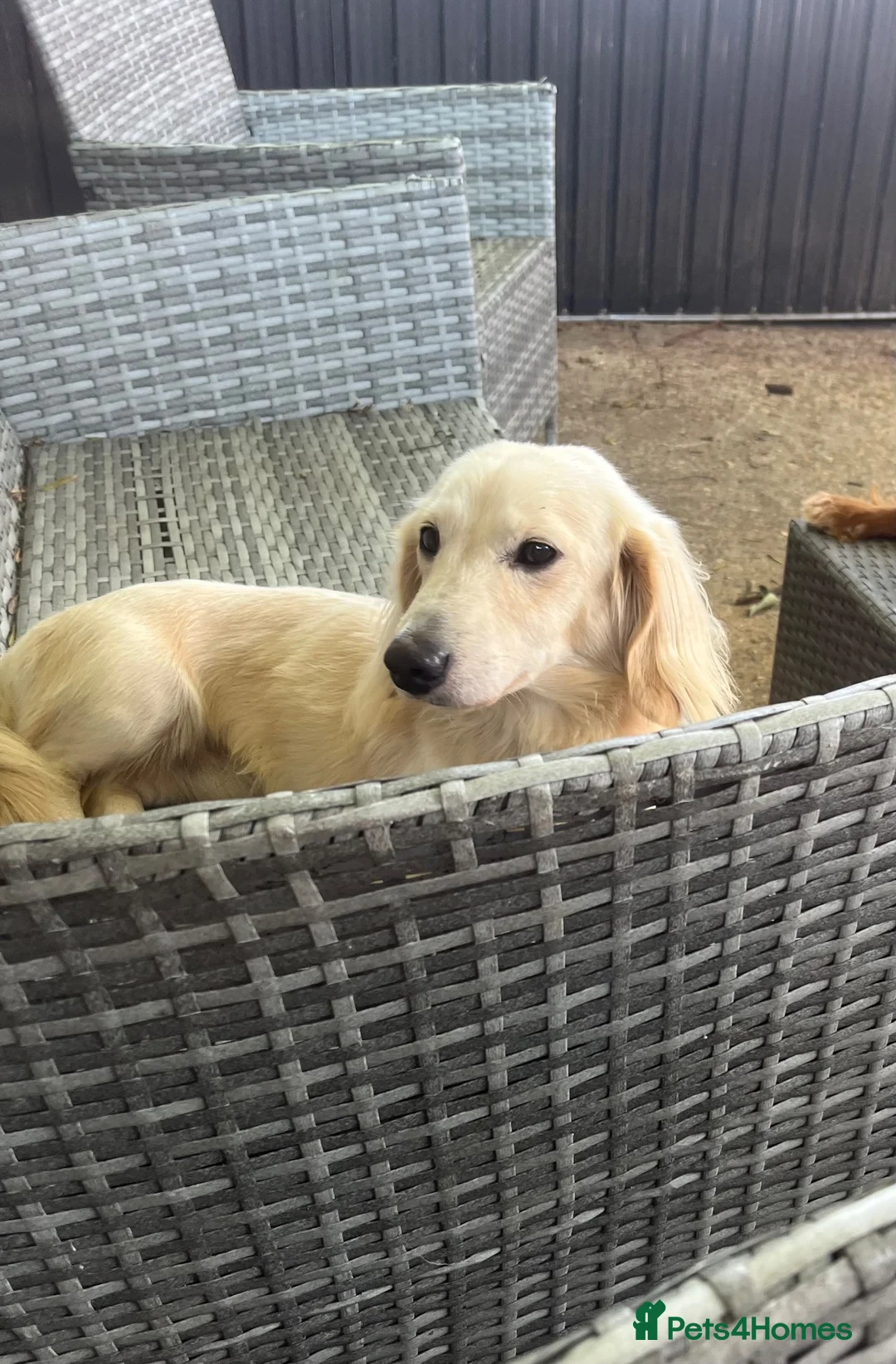 Miniature Dachshund dogs for stud: Kc registered English cream miniature dachshund  - Advert 2