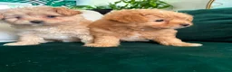 Pomapoo dogs for sale: Stunning pomapoo pups  in Ramsgate - Advert 7