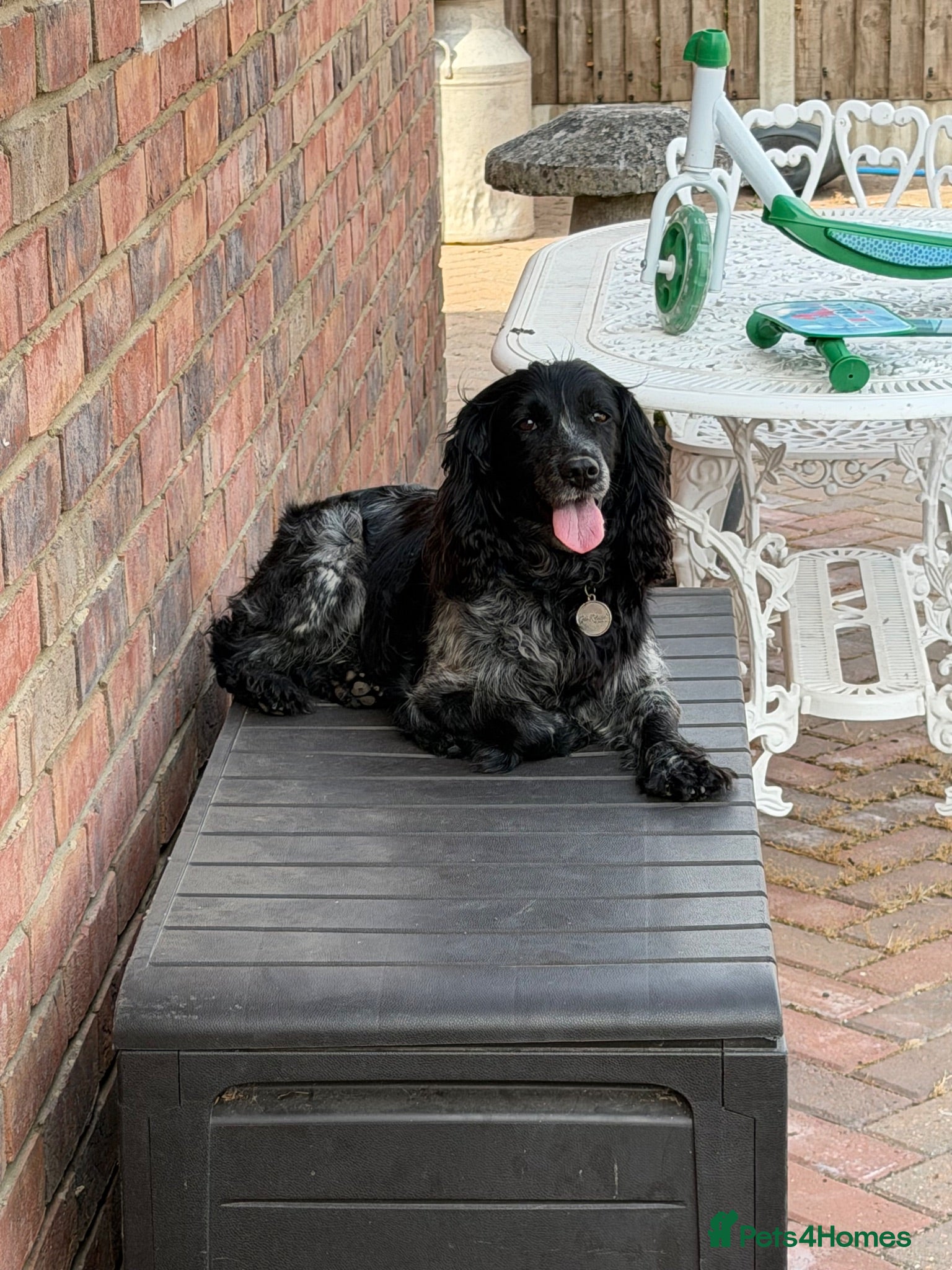 Cocker Spaniel dogs Cocker spaniel bitch  - Advert 1