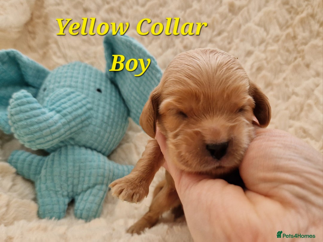 Cocker Spaniel dogs for sale: Pedigree Cocker Spaniel puppies available - Advert 8