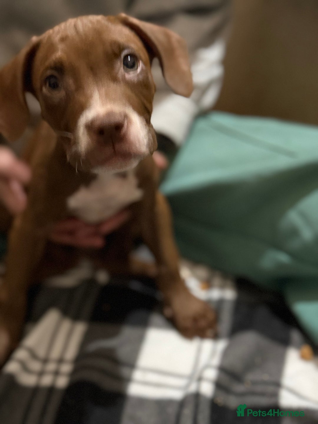 Mixed Breed dogs for sale: Spaniel crossed  - Advert 15