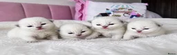 Ragdoll cats for sale: ✨ Full Pedigree Ragdoll Kittens – 2 Boys & 2 Girls - Advert 1