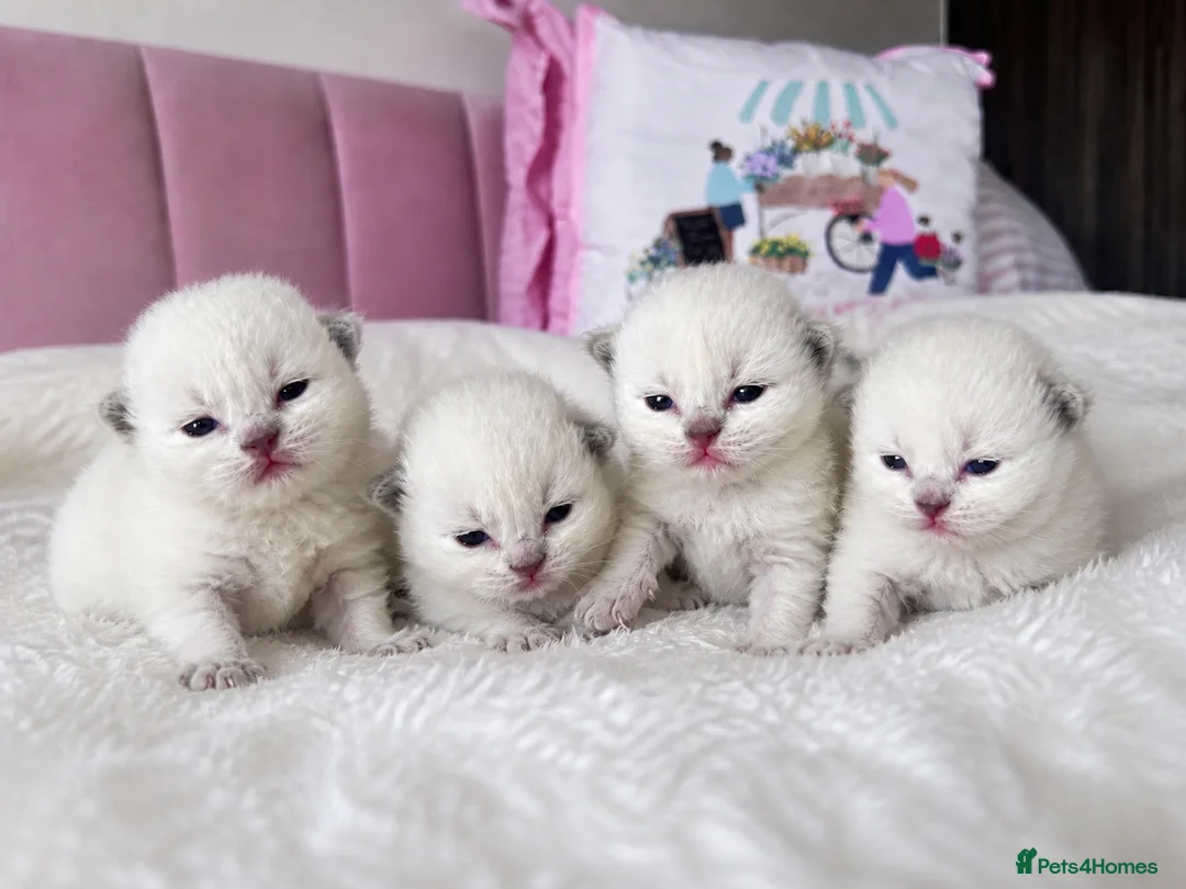 Ragdoll cats for sale: ✨ Full Pedigree Ragdoll Kittens – 2 Boys & 2 Girls - Advert 1