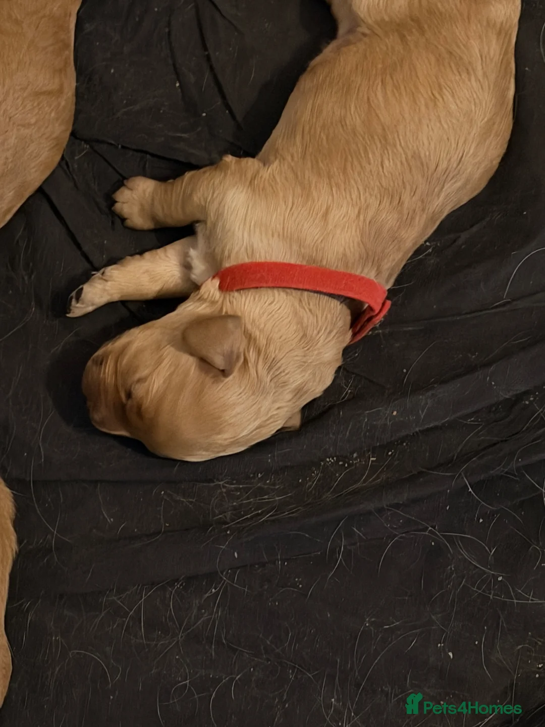 Mixed Breed dogs for sale: Cockapoo puppies for sale - Advert 2