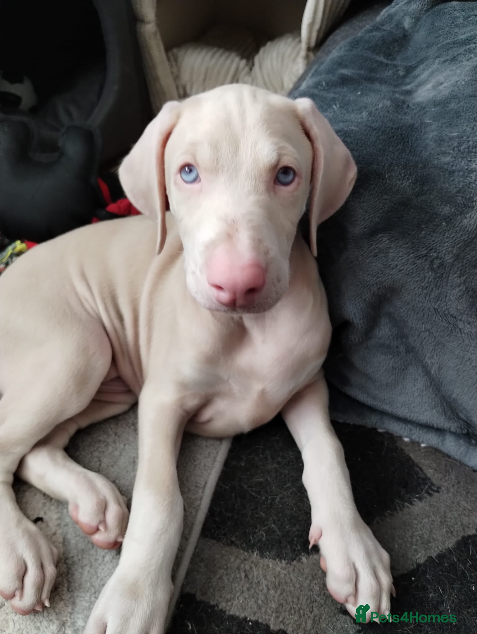 Dobermann dogs Doberman white male - Advert 1