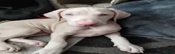 Dobermann dogs for sale: Doberman white male - Advert 1
