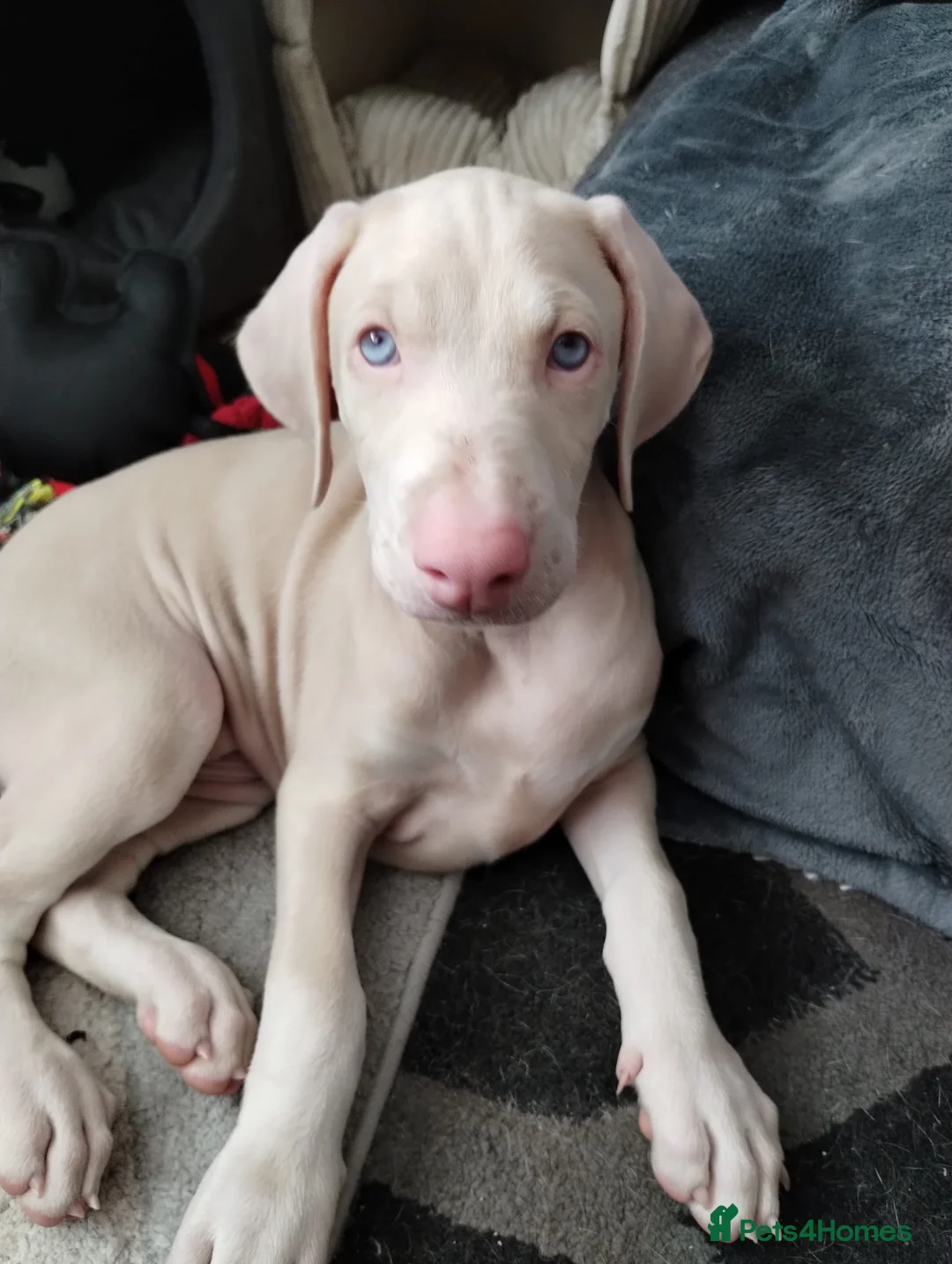 Dobermann dogs for sale: Doberman white male - Advert 1