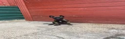 Belgian Shepherd Dog dogs for sale: 4 BELGIAN MALINOIS PUPPIES AVAILABLE - Advert 5
