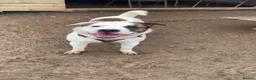 Mixed Breed dogs for sale: American Akita cross American bulldog  - Advert 2