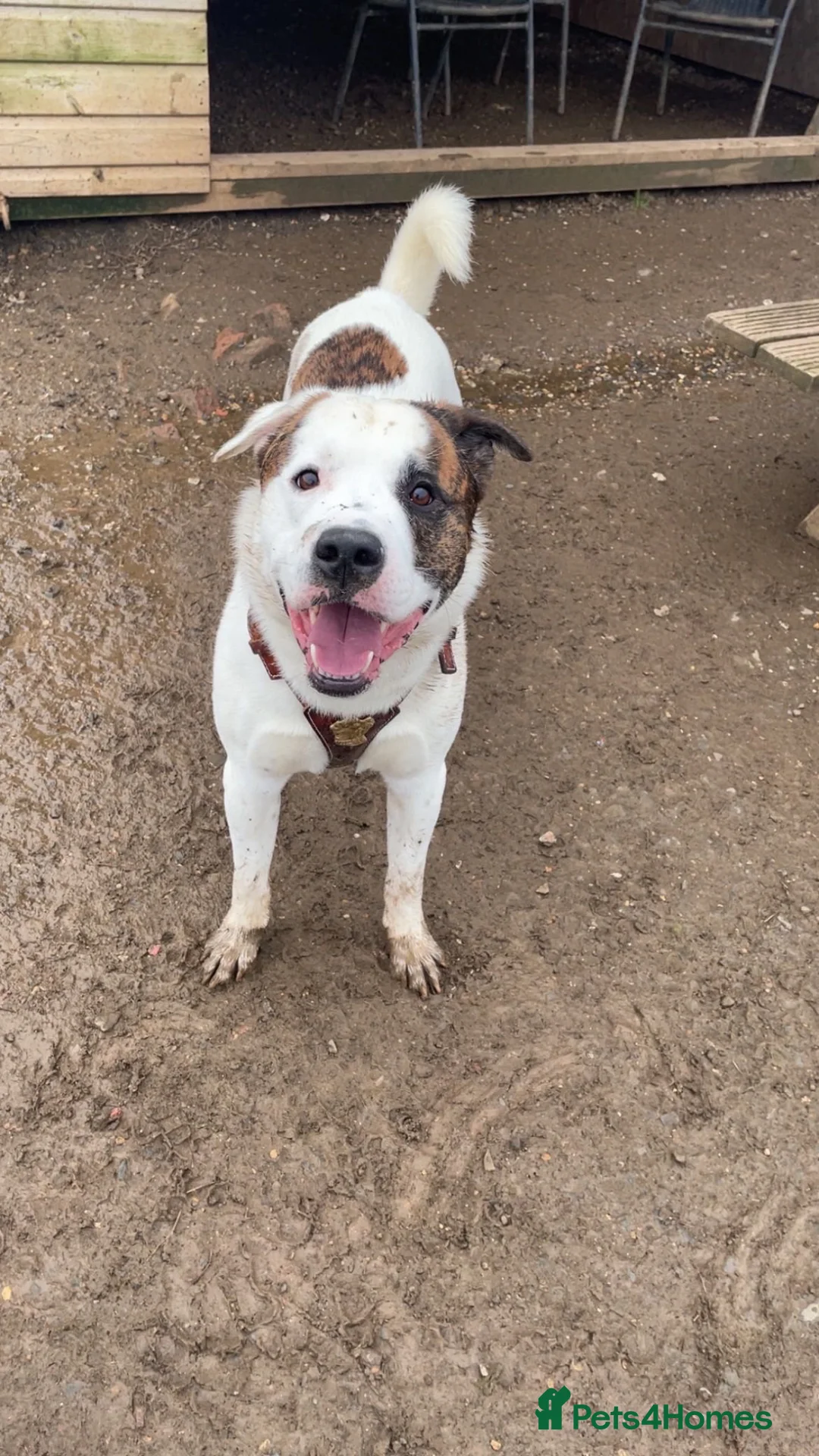 Mixed Breed dogs for sale: American Akita cross American bulldog  - Advert 2