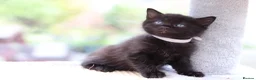 Domestic Shorthair cats for sale: Beautiful Kittens Ready SOON - Advert 12