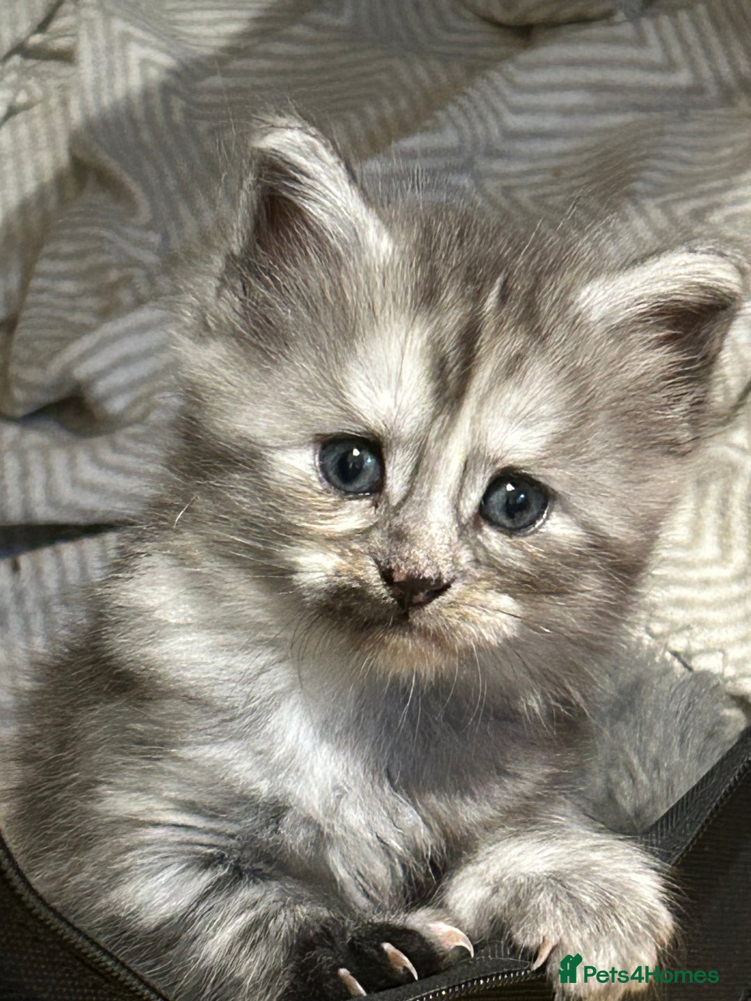 Maine Coon cats for sale: 🐾 Proven TICA  Maine Coon Queen – Black Smoke 🐾 - Image 16