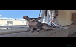 Sphynx cats for sale: Sphynx kitten - Image 5