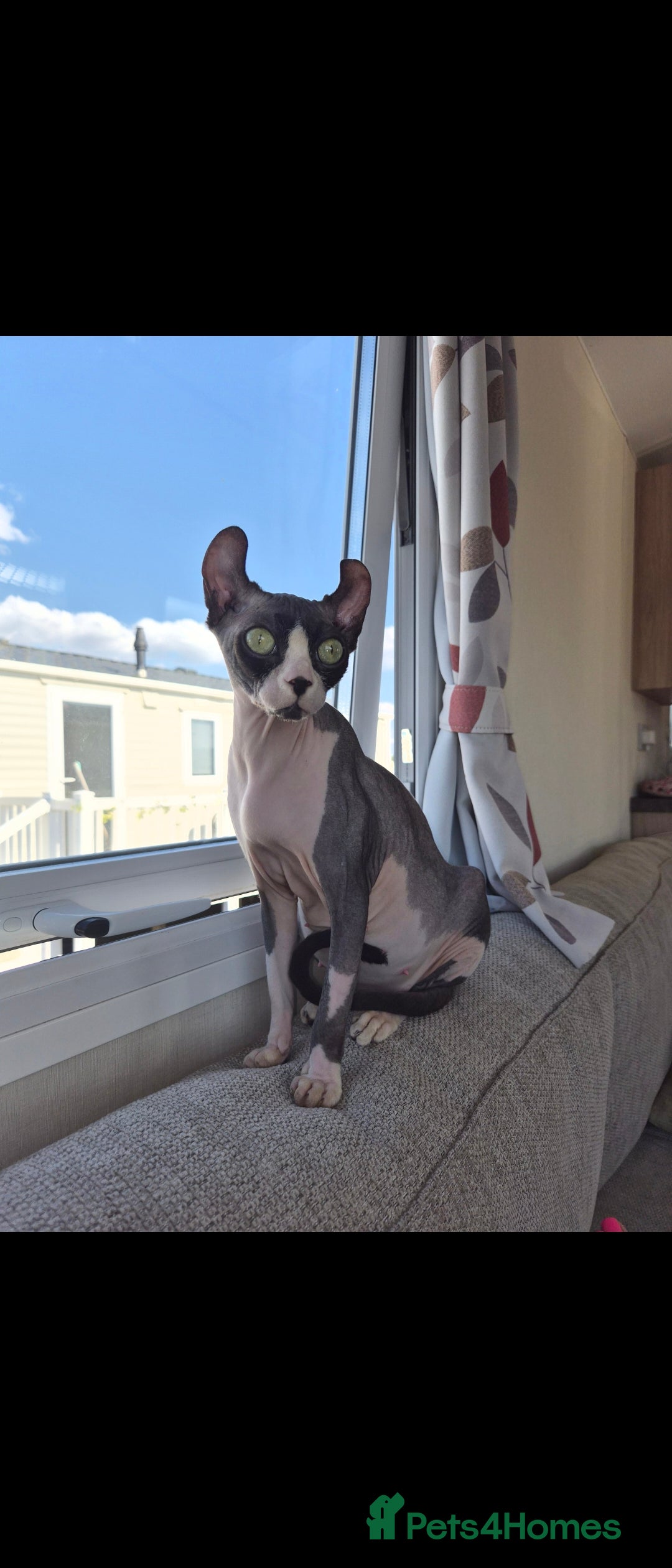 Sphynx cats for sale: Sphynx kitten - Image 5