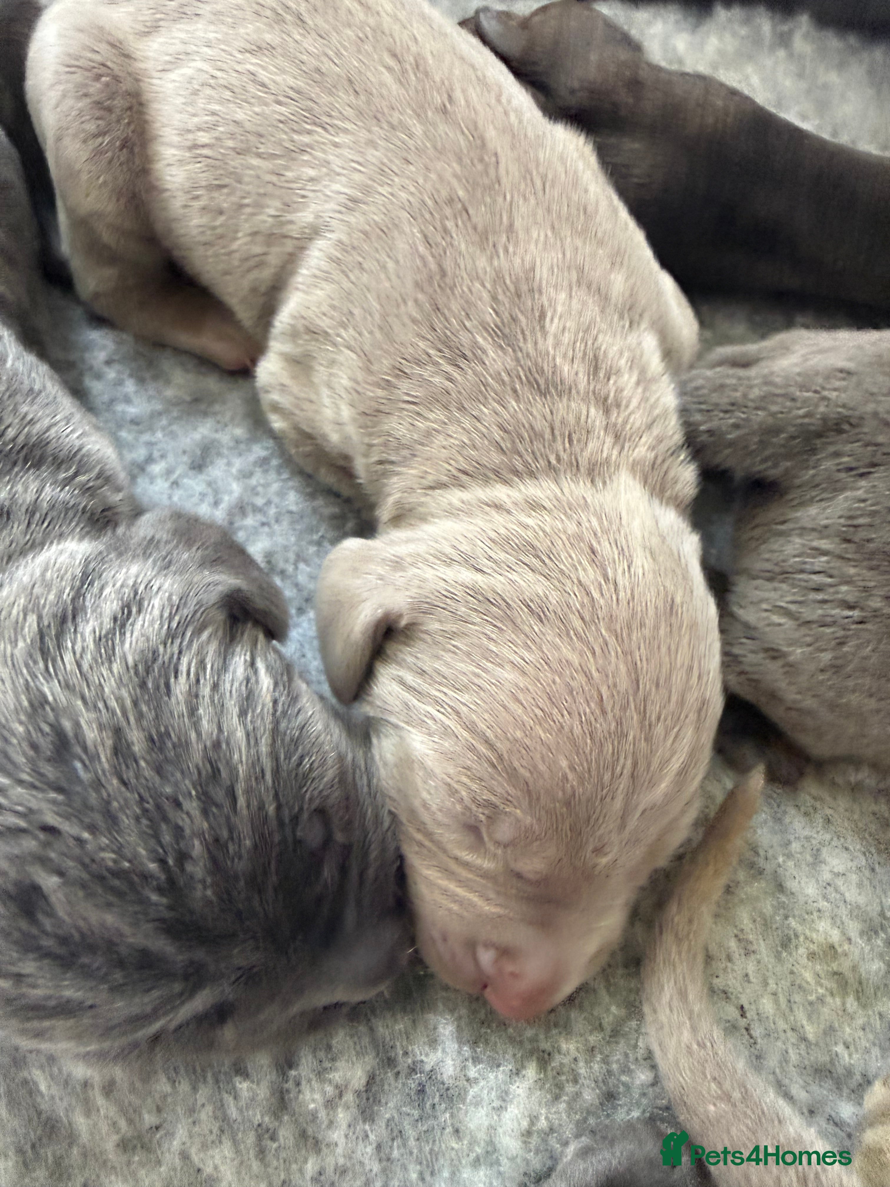 Weimaraner dogs KC Reg Weimaraner Puppies Silver & Blue - Advert 2