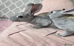 Rex rabbits for sale: 🐰 Beautiful mini rex babies 🐰 - Image 9