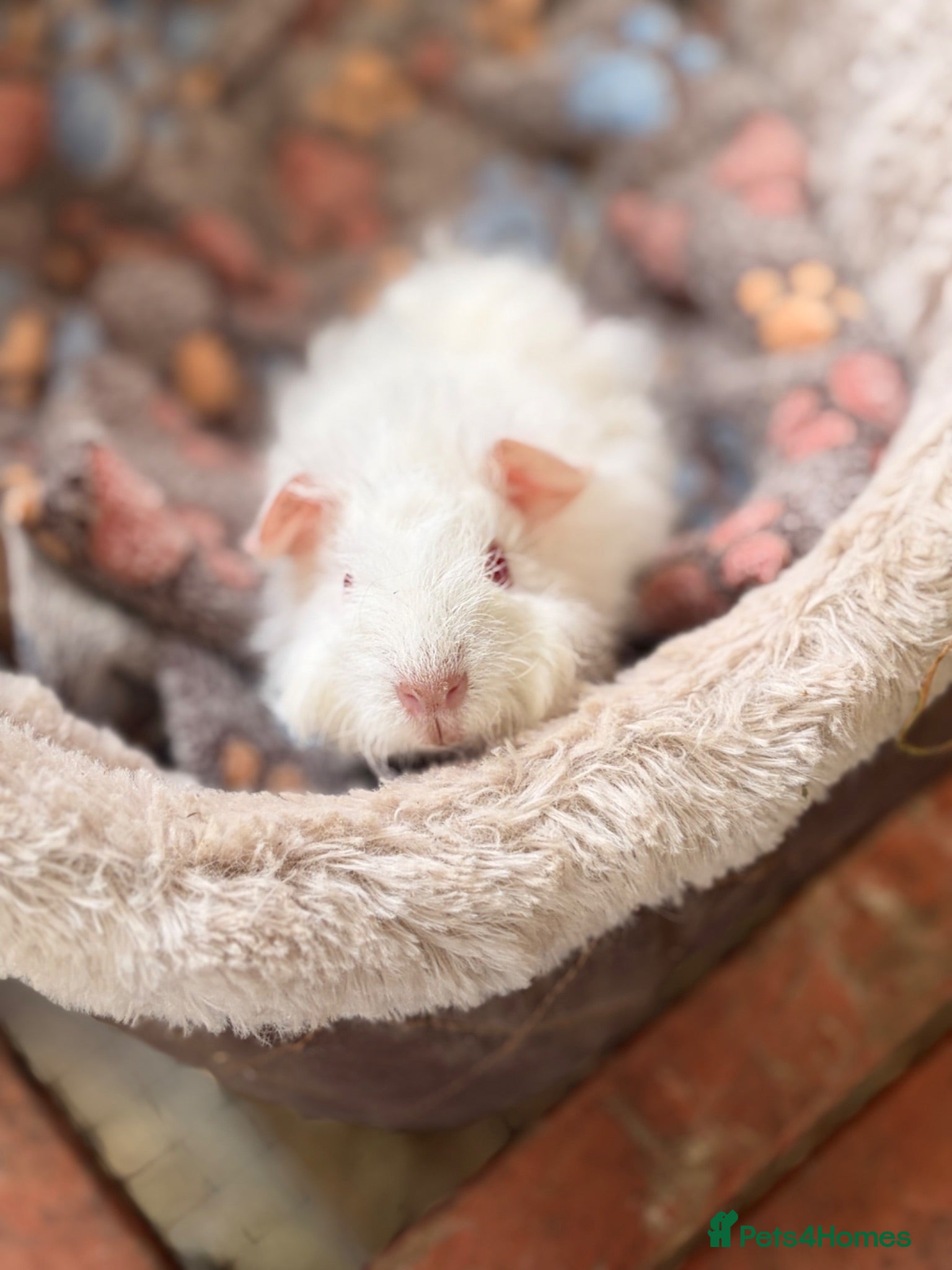 Guinea Pig rodents BEAUTIFUL BABY GUINEA PIGS, BOYS AND GIRLS - Advert 12