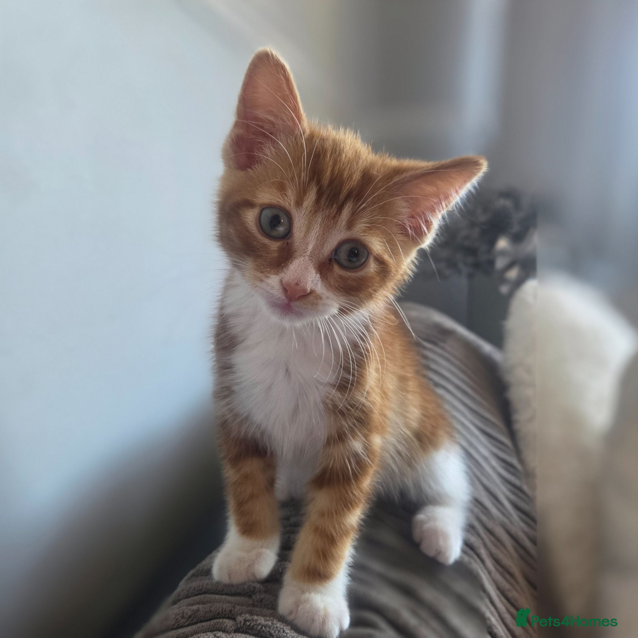 Mixed Breed cats Female kitten  - Advert 14
