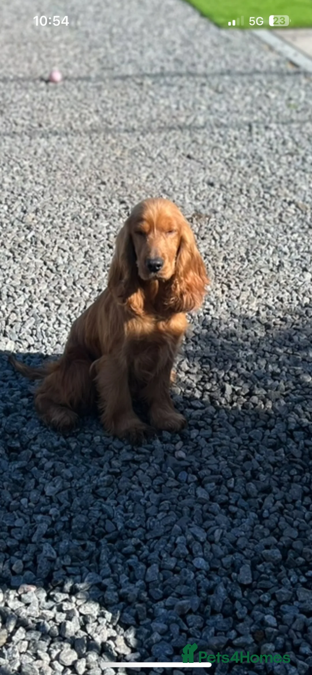 Cocker Spaniel dogs for sale: Beautiful show spaniels for sale  - Advert 2