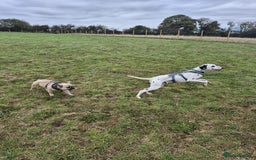 French Bulldog dogs for adoption: 💙 BISCUIT -sweet  11 months boy(neutered)💙 - Image 7