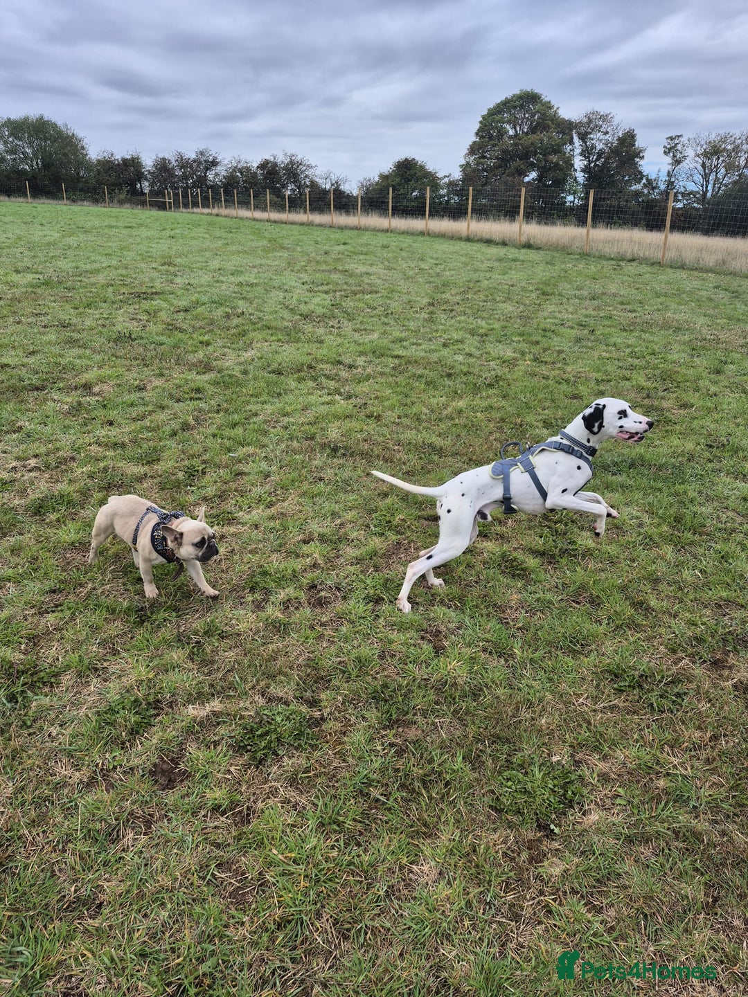 French Bulldog dogs for adoption: 💙 BISCUIT -sweet  11 months boy(neutered)💙 - Image 7