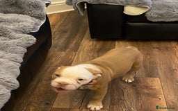 Mixed Breed dogs for sale: Old English bulldog puppy for sale. - Image 4