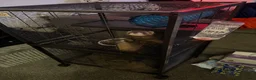 Ferret rodents for sale: Ferret Starter Pack – 2 Ferrets + Full Setup – £70 in Lincoln - Advert 3