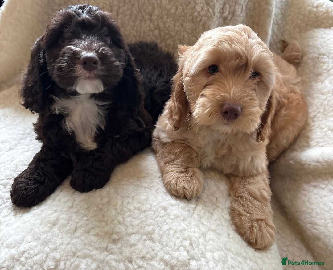 Cockapoo dogs for sale: Stunningly beautiful cockapoo puppies  - Advert 6