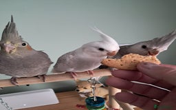 Cockatiels birds for sale: Hand reared cocktails very tame lovely birds  - Image 5