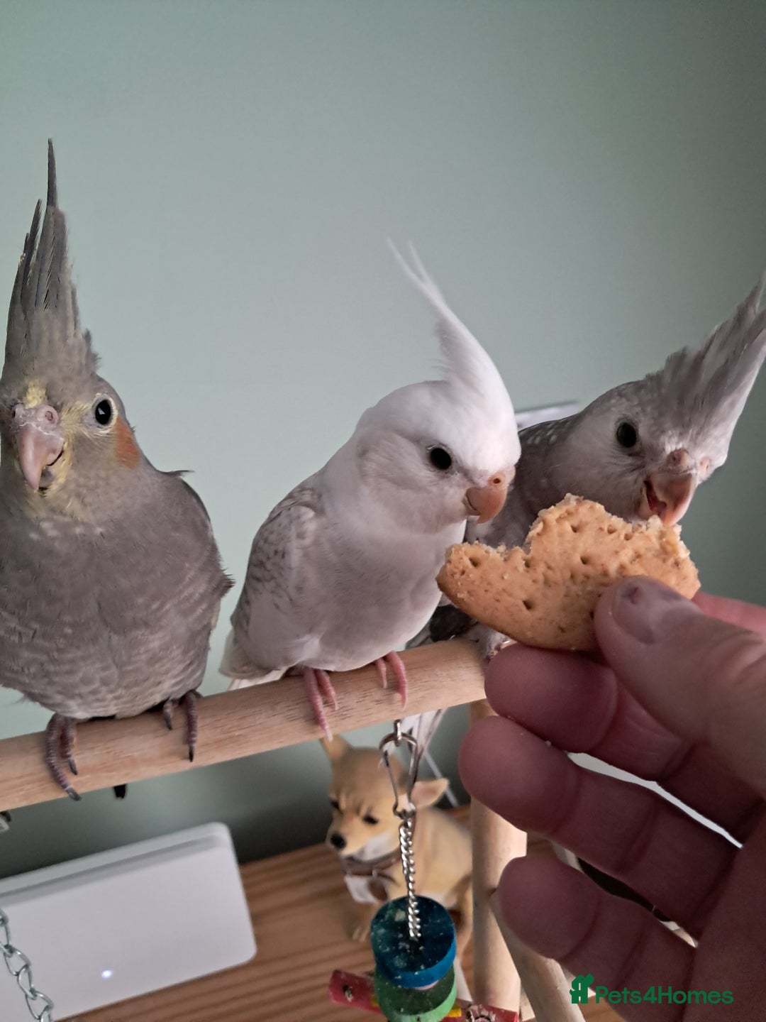 Cockatiels birds for sale: Hand reared cocktails very tame lovely birds  - Image 5