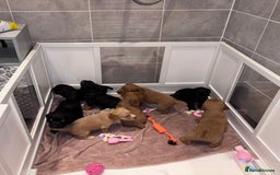 Cocker Spaniel dogs for sale: Working Cocker Spaniels  - Image 1