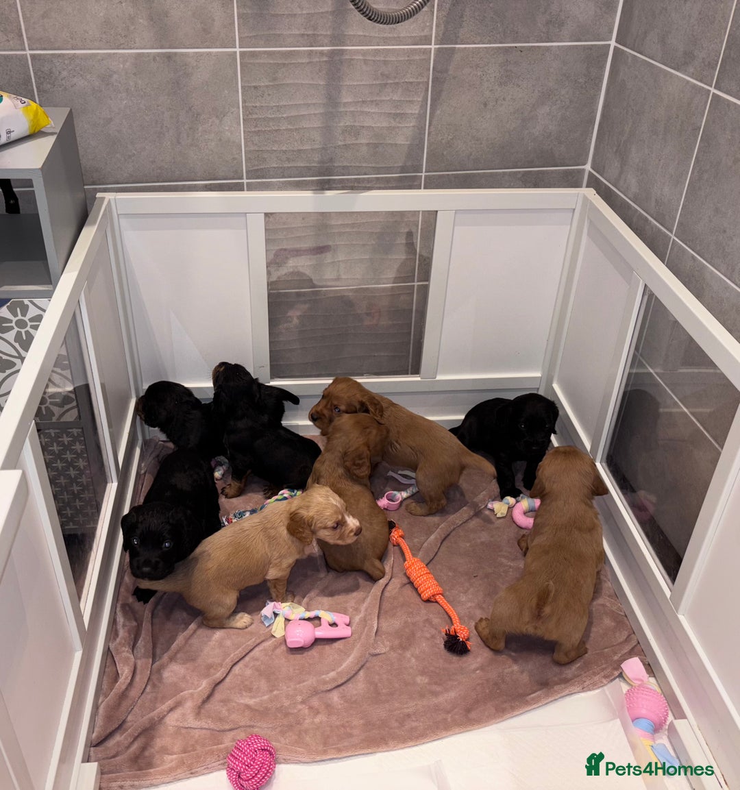 Cocker Spaniel dogs for sale: Working Cocker Spaniels  - Image 1